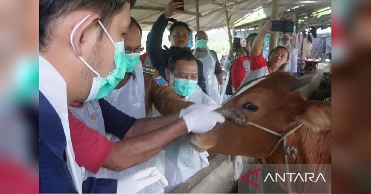 Penjabat Gubernur Babel Tinjau Vaksinasi Sapi Cegah PMK