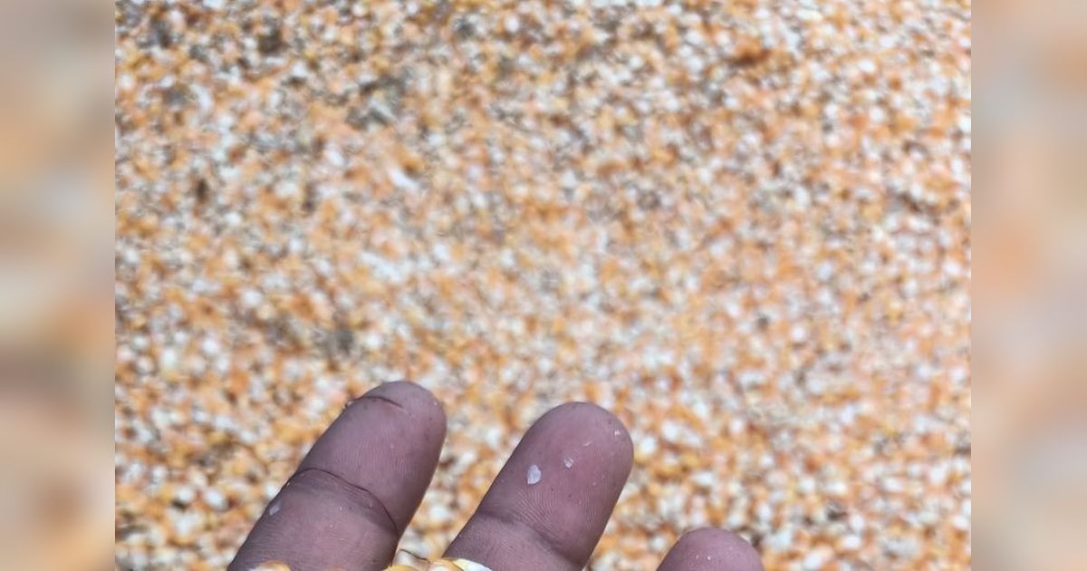 Produksi Jagung Pasaman Naik, Petani Makin Sejahtera?