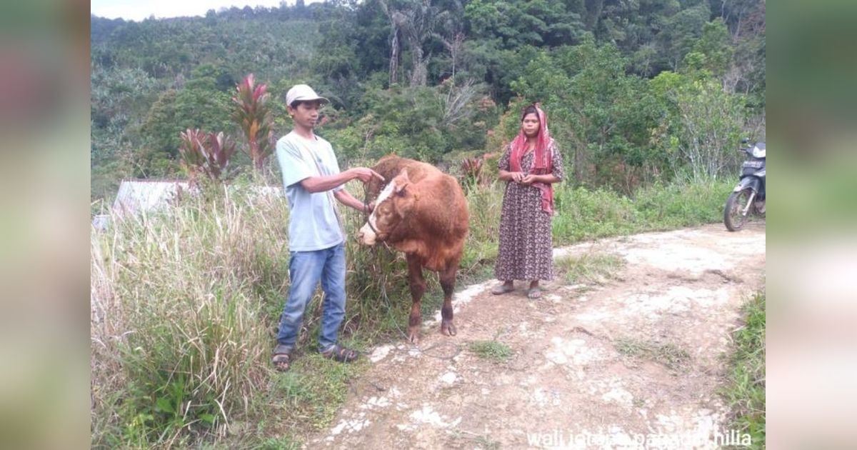 Sapi di Agam Luka Diduga Diserang Harimau Sumatera