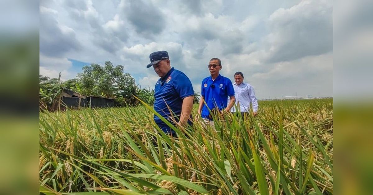 Produksi Padi Jakarta Utara Turun: Banjir dan Hama Jadi Penyebab