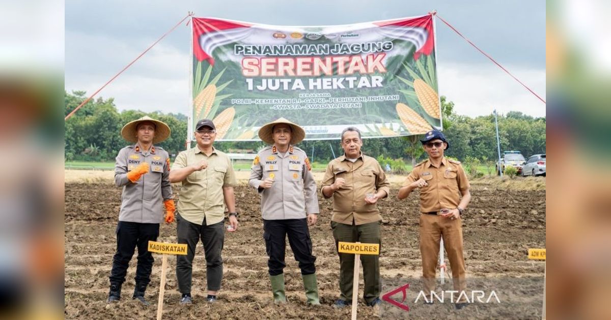 Kuningan Prioritaskan Peningkatan Produksi Jagung untuk Ketahanan Pangan