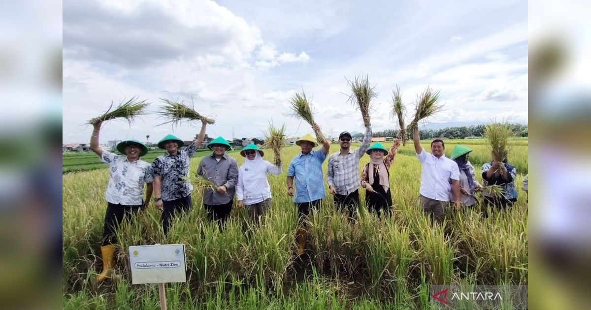 Bogor Panen Padi Nutri Zinc, Solusi Atasi Stunting?