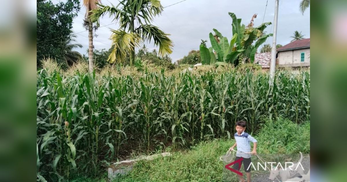 Produksi Jagung Pariaman 2024 Melonjak: Tembus 1.021,8 Ton!