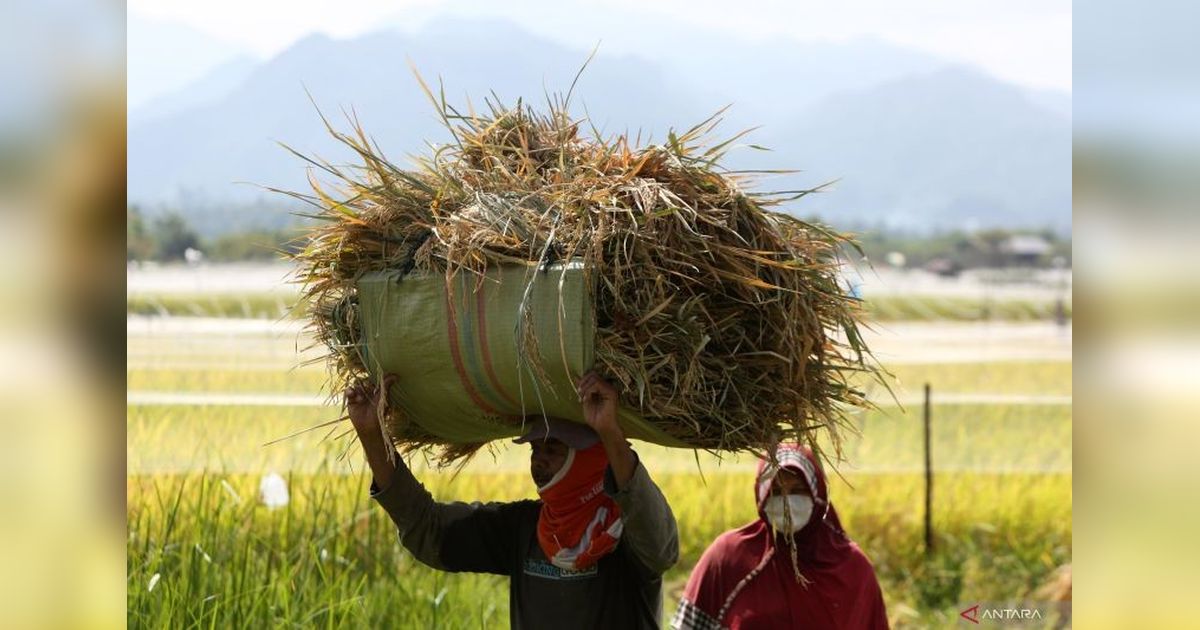 Optimisme Produksi Beras Nasional 2025: Tantangan dan Peluang Menuju Swasembada