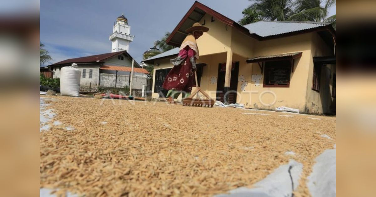 BPSIP Aceh Sukses Produksi 31 Ton Benih Padi dan Jagung