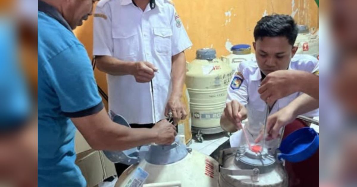 Sulbar Optimalkan Reproduksi Sapi Unggul, Tingkatkan Produksi Daging