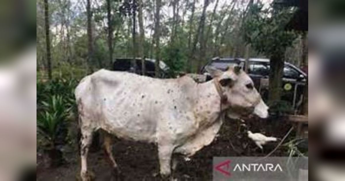 60 Kasus PMK Serang Ternak di Riau, Vaksinasi Ditingkatkan