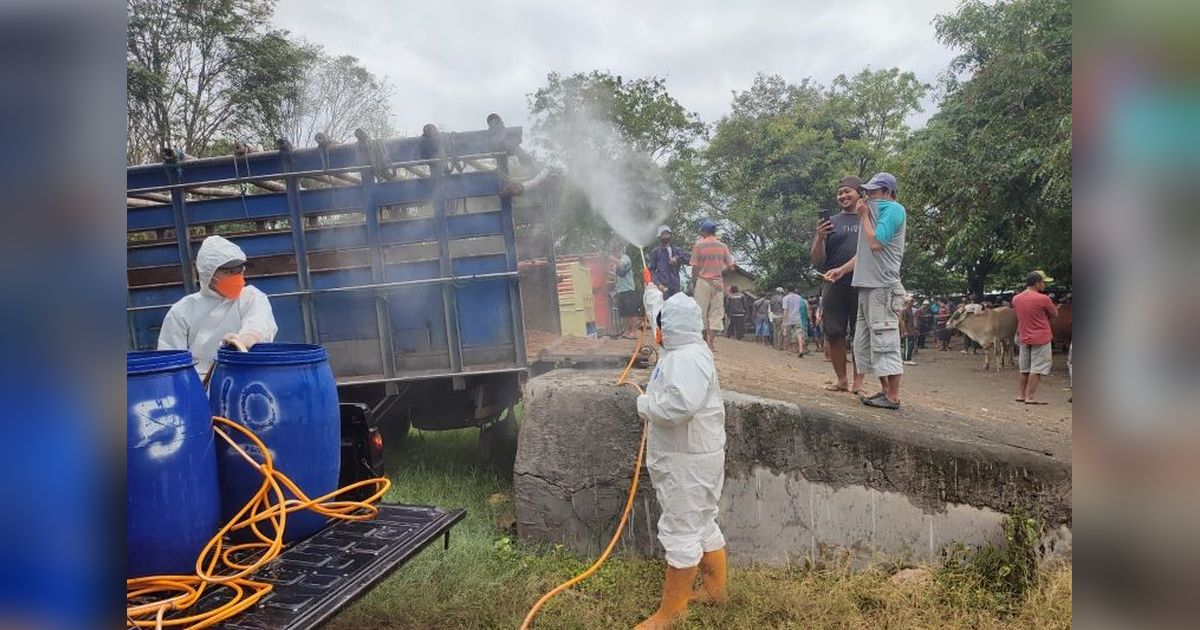 Kasus PMK di Jateng Mulai Melandai: Vaksinasi dan Pencegahan Jadi Kunci