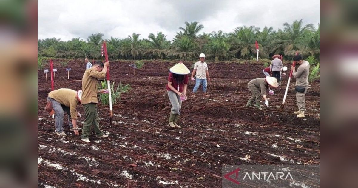 Panen Jagung Kotim Meningkat: Produksi dan Produktivitas Naik di 2023