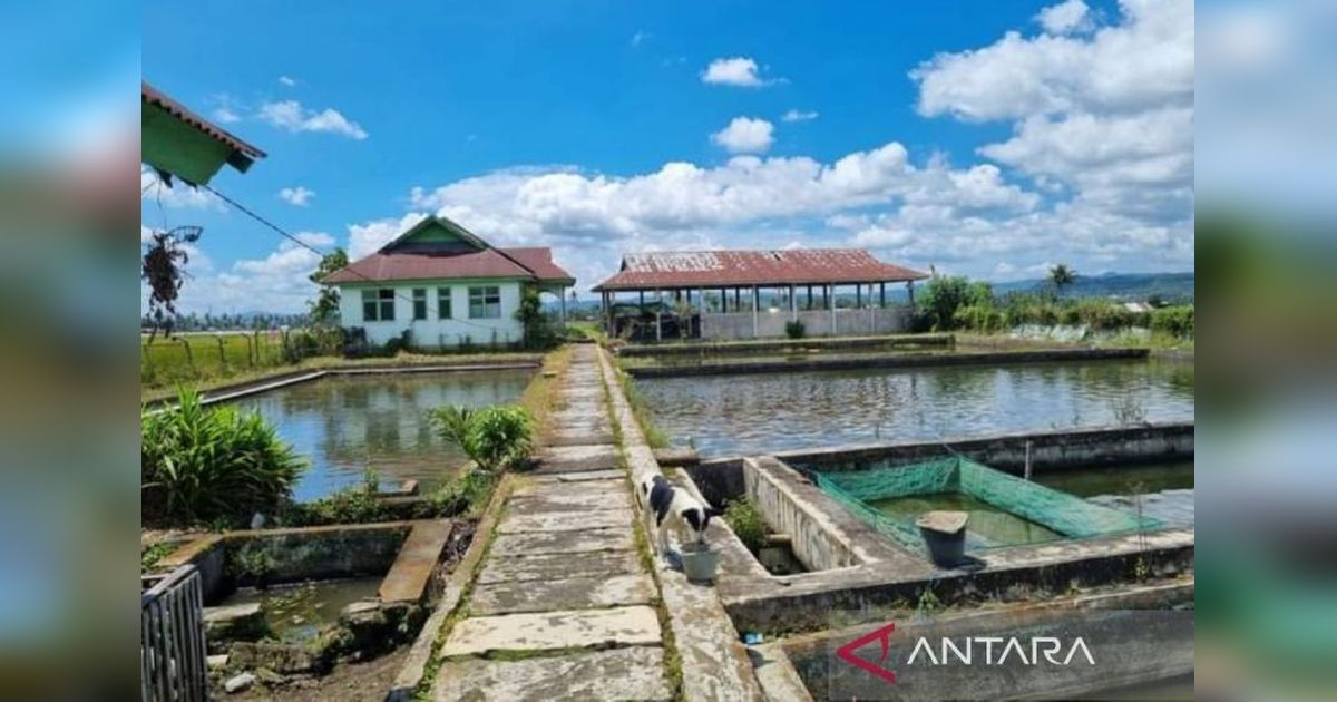Rejang Lebong Optimalkan Empat Balai Benih Ikan untuk Tingkatkan Produksi