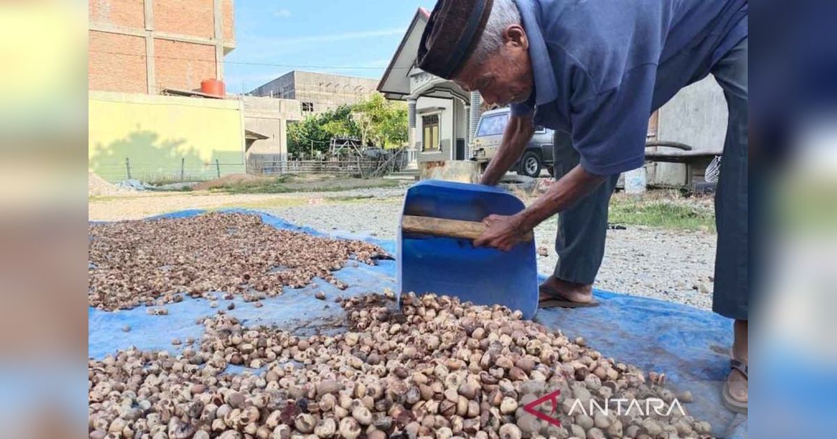 Produksi Karet Aceh Timur Capai 15.895 Ton di Tahun 2024