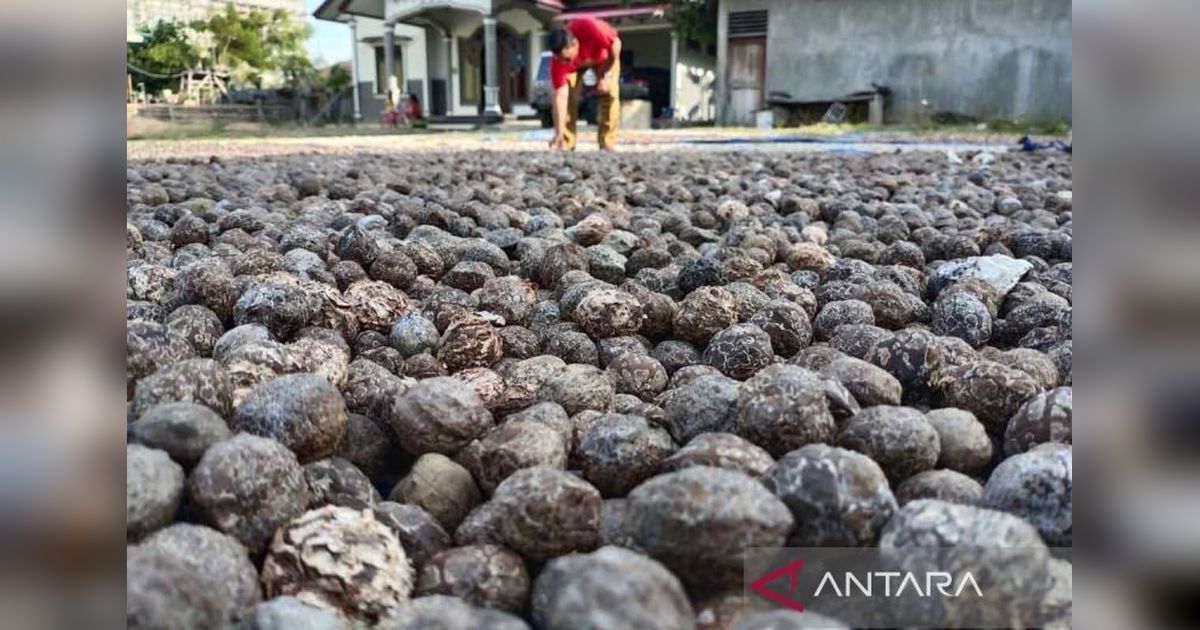 Produksi Kakao Aceh Timur Turun: 6.450 Ton di 2024