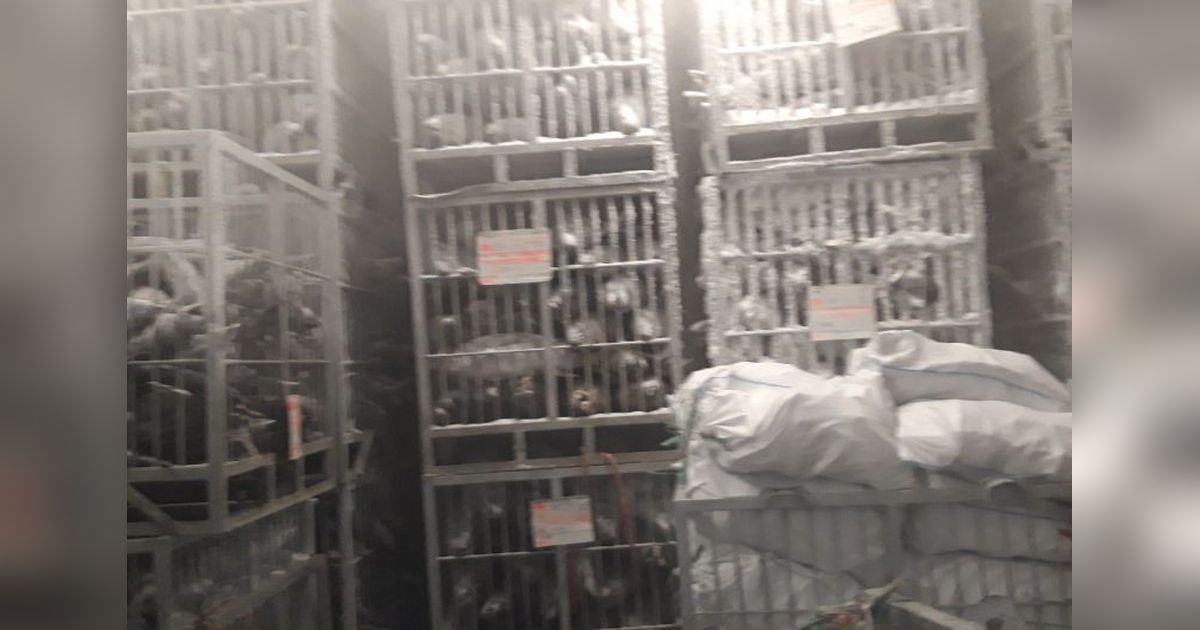 Ekspor Tuna Loin Maluku Utara Tembus Vietnam: 26,4 Ton!