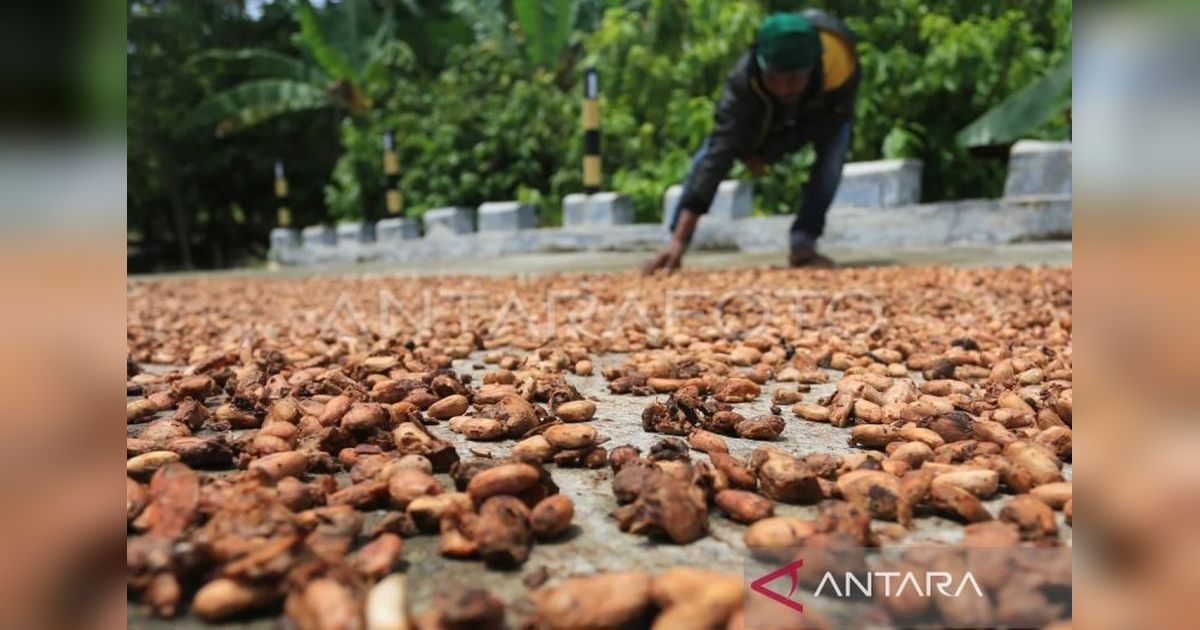 Harga Biji Kakao Melonjak di Februari 2025: Permintaan Tinggi, Produksi Menurun