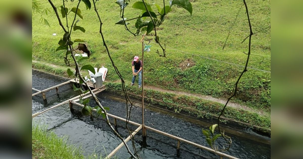 Pasaman Barat Tingkatkan Produksi Benih Ikan Lewat Rehabilitasi BBI