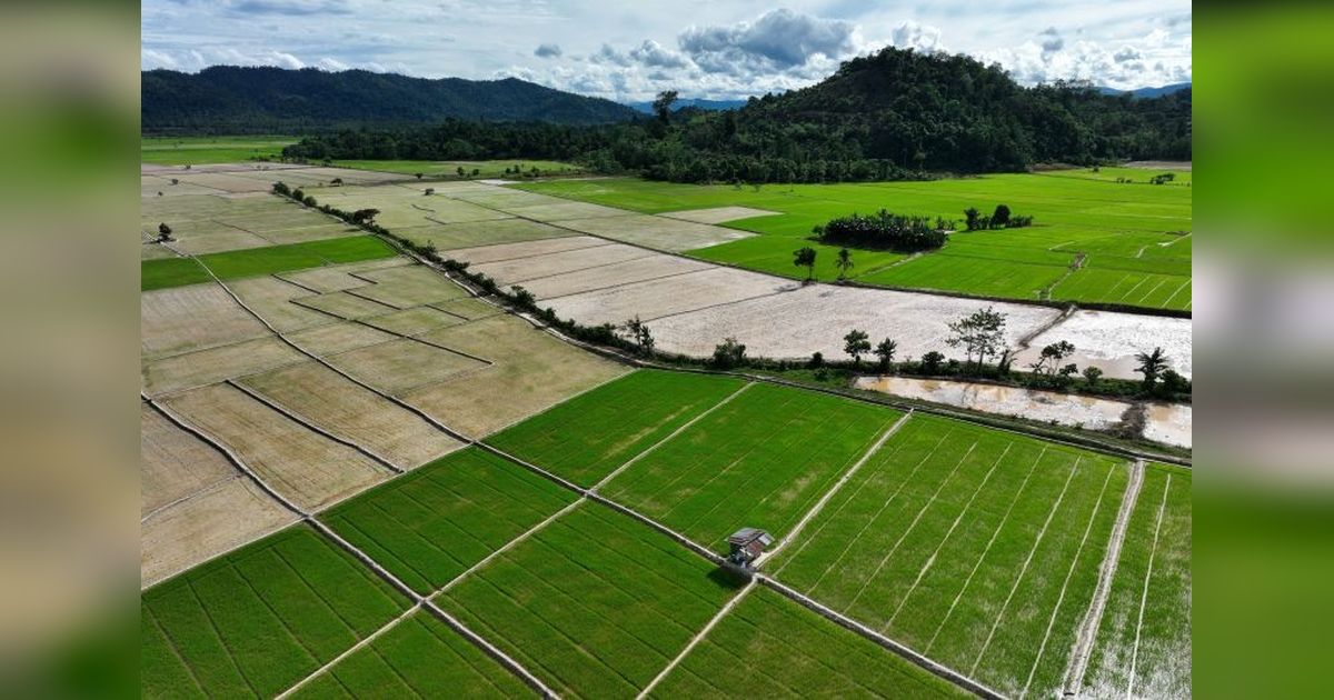 Swasembada Pangan: Integrasi Kebijakan untuk Kemandirian Indonesia