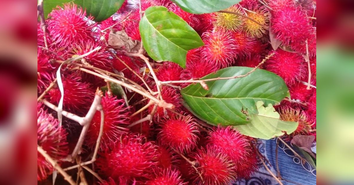 Panen Rambutan Lebak: Dorong Ekonomi Warga Hingga Puluhan Juta Rupiah