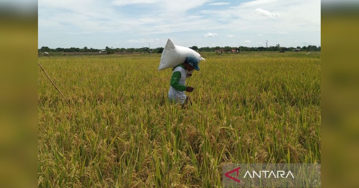 Produktivitas Padi Cirebon Capai 7 Ton/Ha, Regenerasi Petani Jadi Tantangan