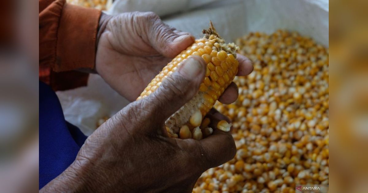Produksi Jagung Indonesia 2024: Naik 0,36 Juta Ton!