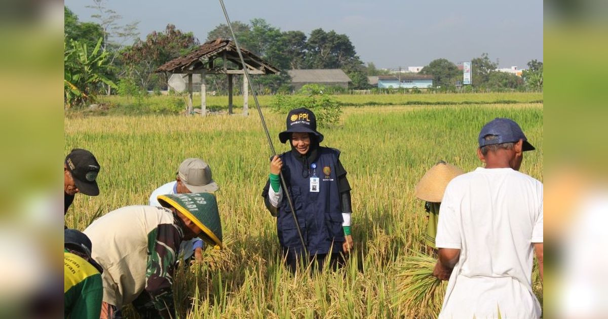 Sleman Optimalkan Peran Penyuluh Pertanian untuk Tingkatkan Produksi Padi