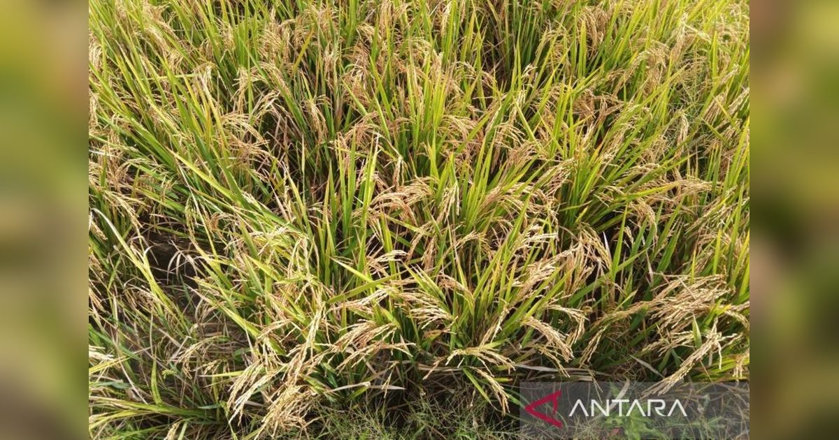 Cirebon Kembangkan Pertanian Organik, Targetkan Produksi Ramah Lingkungan