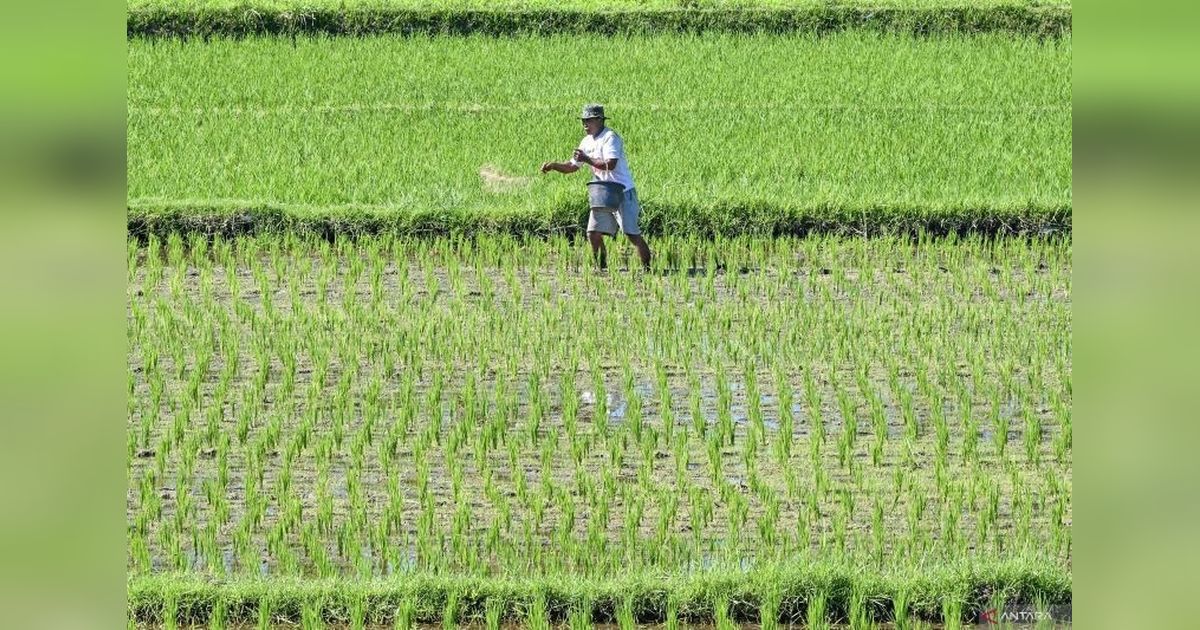 Produksi Padi NTB Turun 5,53 Persen di 2024: Tantangan bagi Ketahanan Pangan