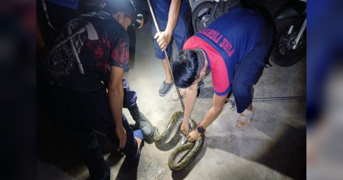 Ular Masuk Pemukiman Palangka Raya: Habitat Rusak Jadi Pemicu Utama