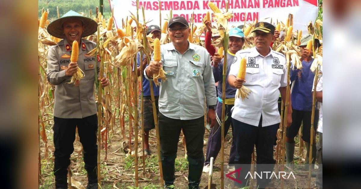 Diskatan Kuningan Ekspansi Tanam Jagung 500 Hektare untuk Ketahanan Pangan