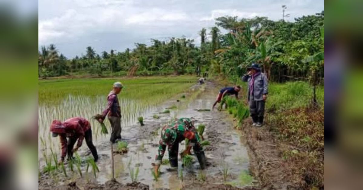 Kodim Pasangkayu Dampingi Petani Tingkatkan Produktivitas Padi