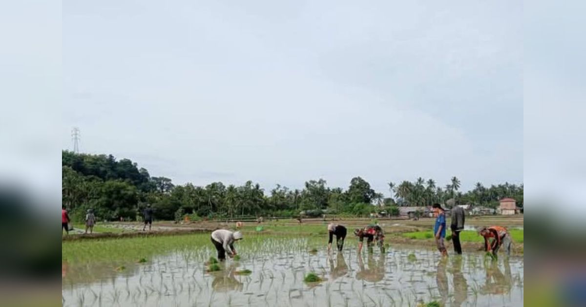 Kodim Majene Dukung Petani Tingkatkan Produksi Padi via Pola Tanam Pindah