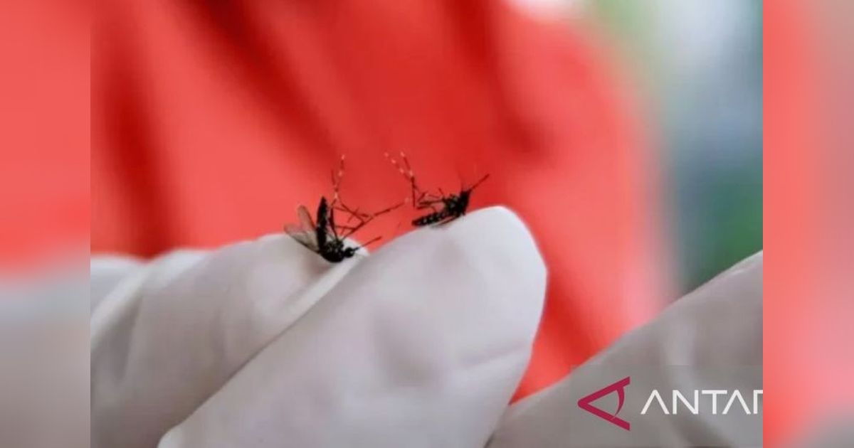 Dinkes Pelalawan Gencar Berantas DBD, Kasus Meningkat di 2024