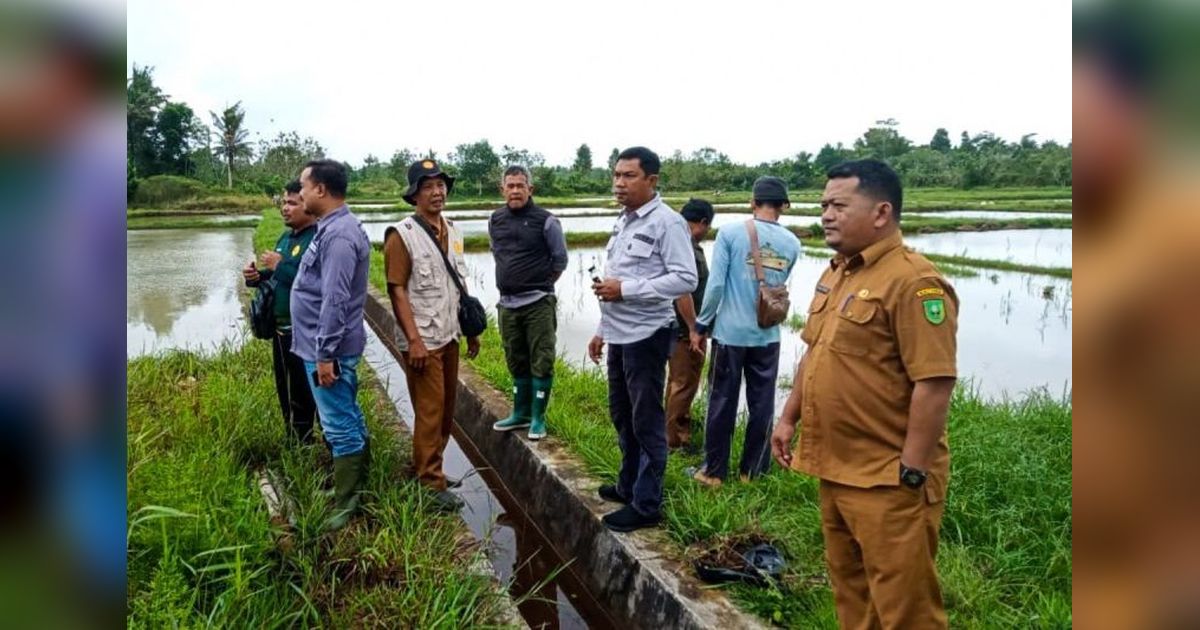 Pemkab Natuna Dorong Produksi Padi dengan Bantuan Pupuk, Hasil Panen Meningkat Signifikan