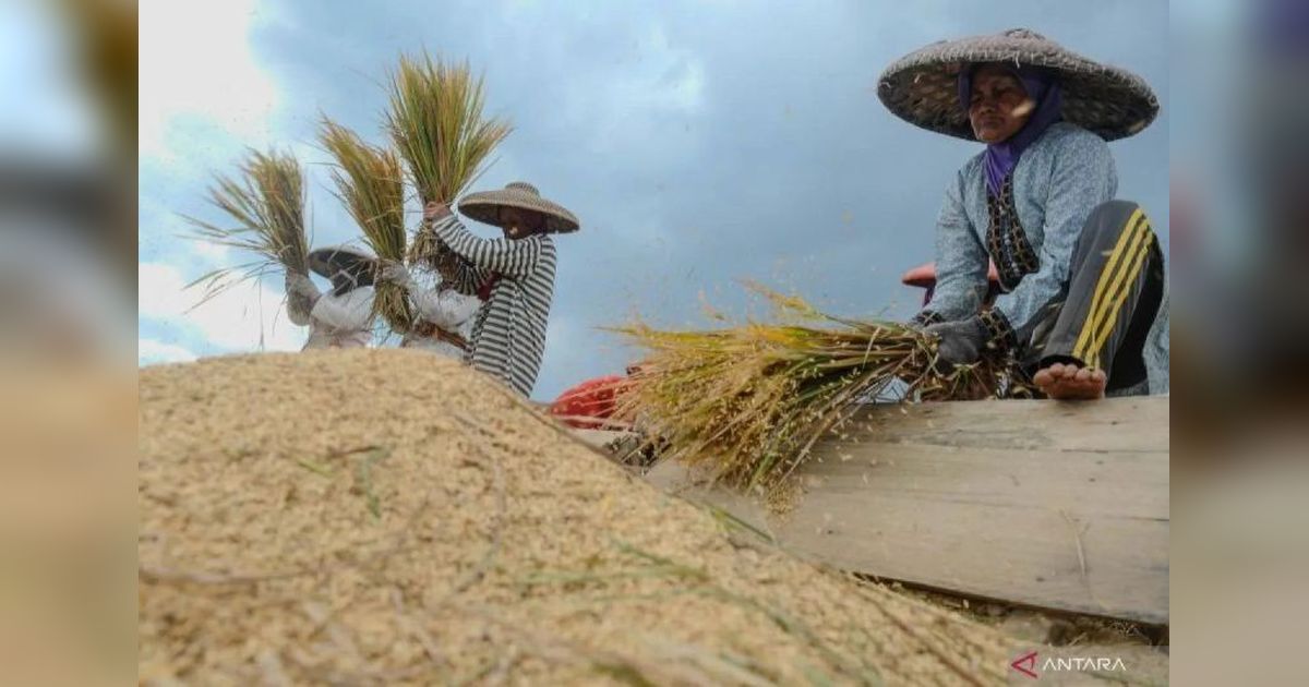 Cuaca Kondusif: Produksi Beras Indonesia Pulih, Panen Raya Maret 2025 Diproyeksi Meningkat