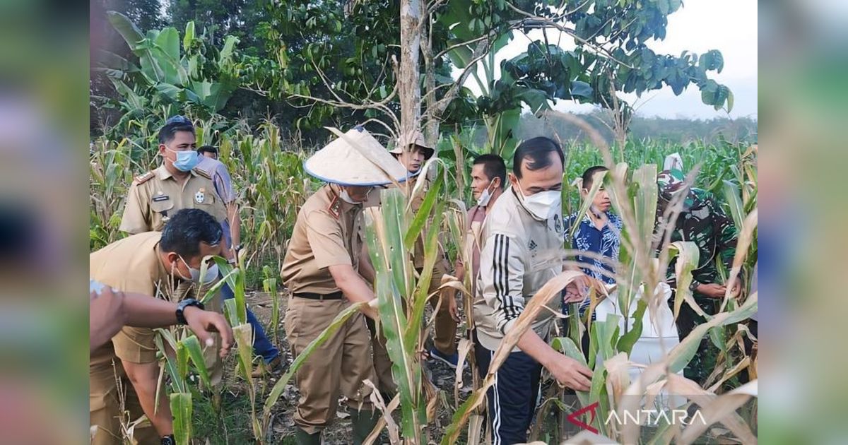 TNI AD Panen Raya Jagung 102 Hektare di OKU Timur, Inovasi Mikroba PA 63 Dongkrak Produktivitas