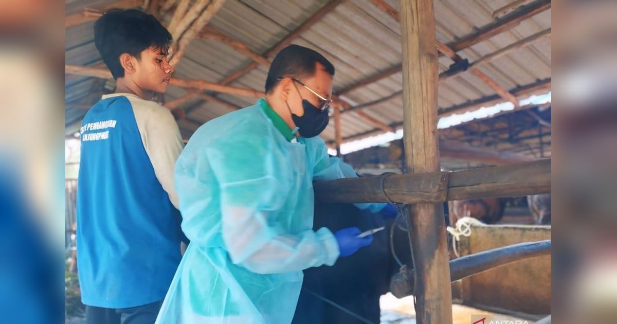 Vaksinasi PMK Tahap Pertama di Tanjungpinang: 175 Sapi Jadi Sasaran