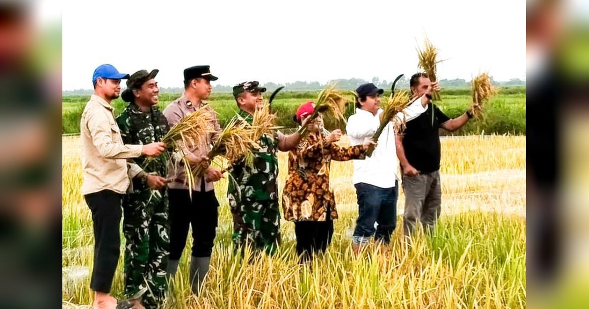 Sukses Panen Padi Kalteng: Bukti Pertanian Modern Menuju Swasembada Pangan