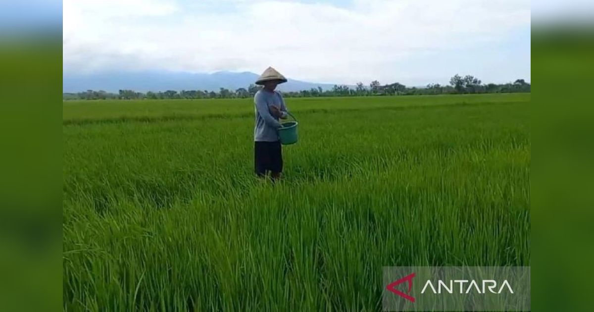 Gapoktan Belum Siap Salurkan Pupuk Subsidi, IPB Sarankan Penundaan