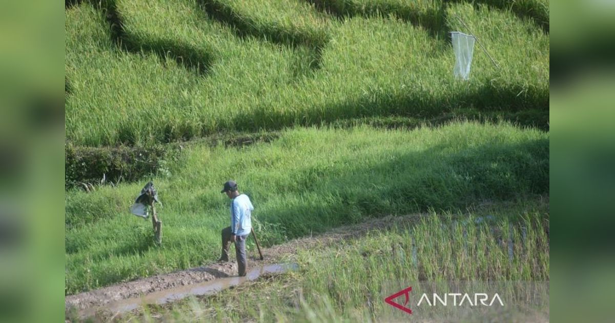 Pemkab Tapsel: Infrastruktur Pertanian Rp22,3 Miliar untuk Tingkatkan Produktivitas Pangan