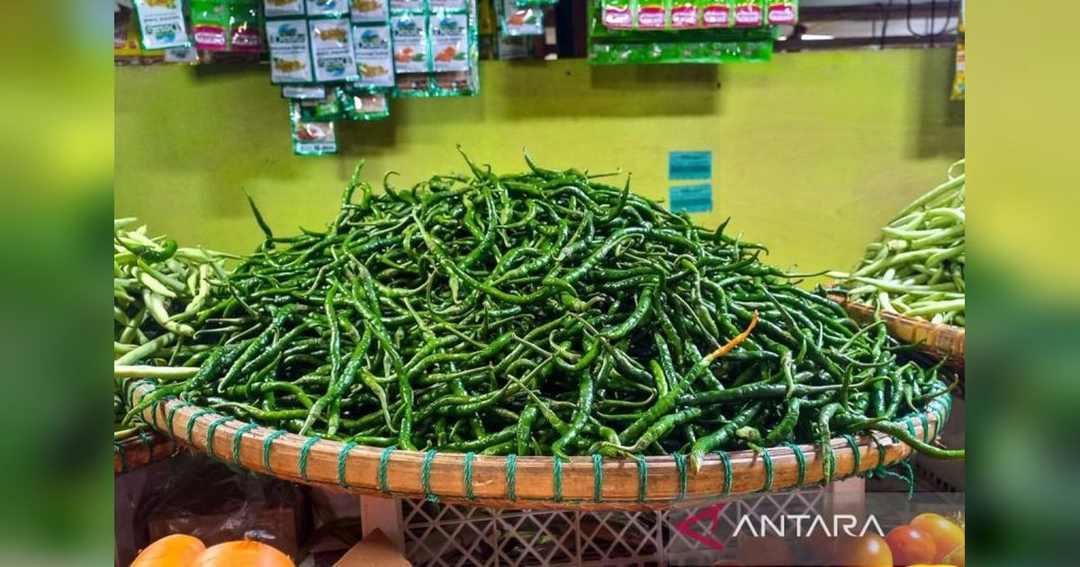 Pemprov Kepri Bantu Benih Cabai untuk Petani Natuna, Pacu Produktivitas Lokal