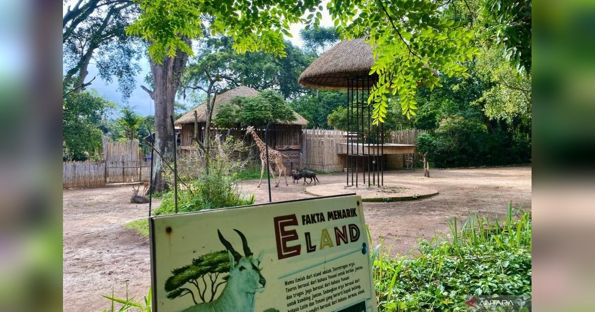 Bandung Zoo: Korban Kriminalisasi atau Pelanggar Hukum? Kuasa Hukum Buka Suara