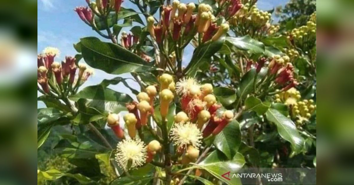 Produksi Cengkeh Simeulue Capai 3.907 Ton pada 2024