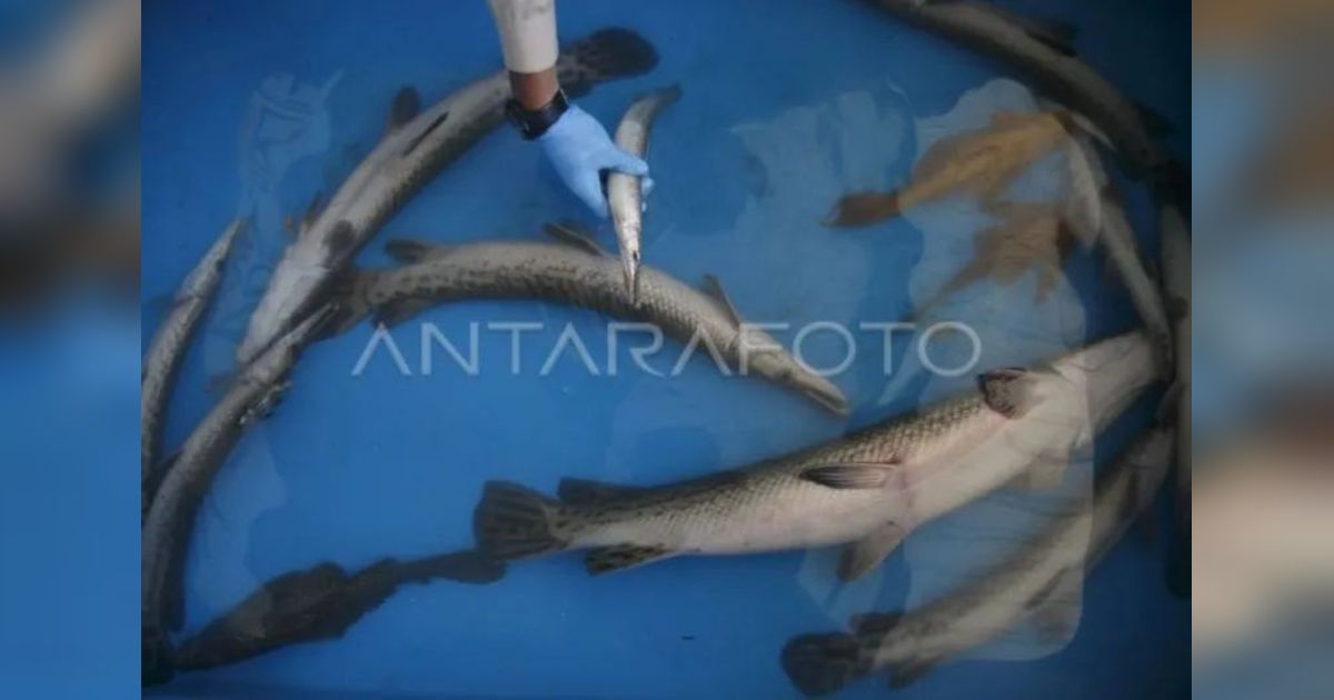 Kesadaran Warga DIY terhadap Bahaya Ikan Invasif Meningkat