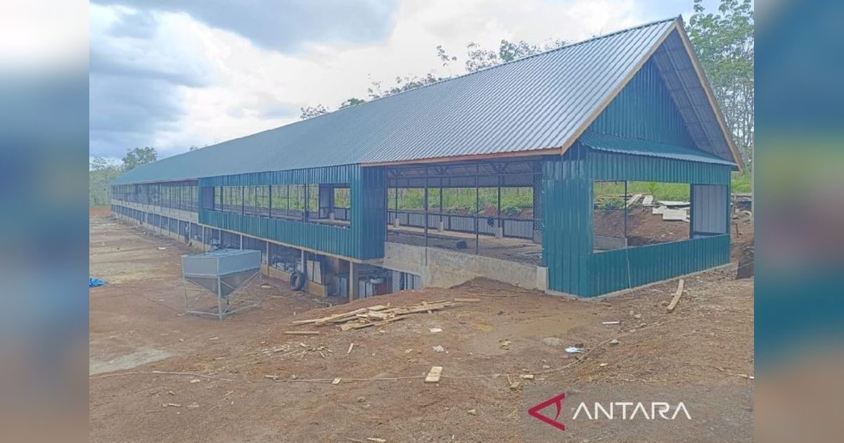 BUMD Tapsel Perkuat Ketahanan Pangan dengan Tingkatkan Produksi Telur