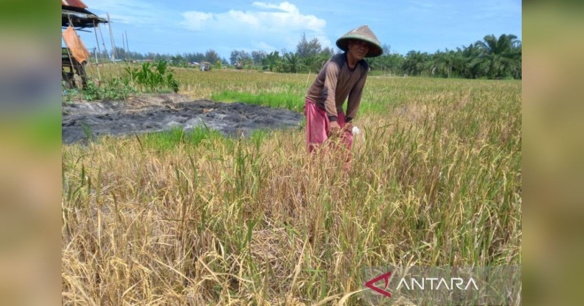 Pemkot Bengkulu Bidik Produksi 6 Ribu Ton Beras di 2025