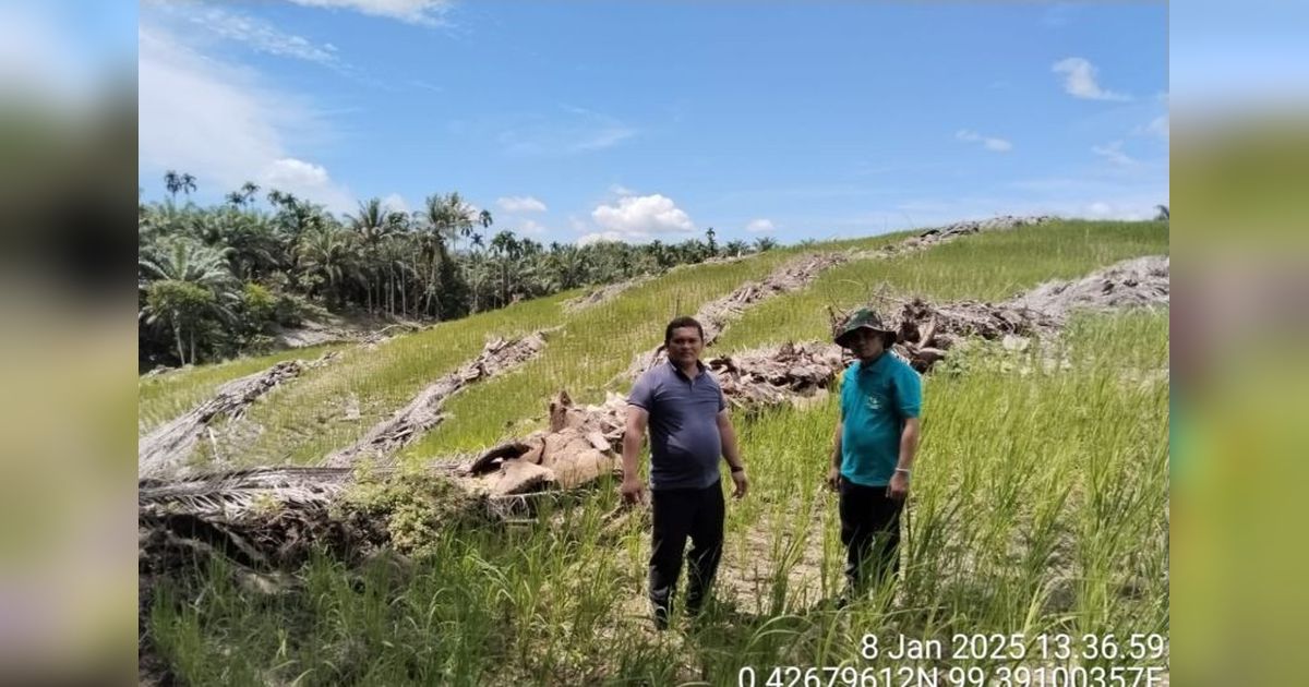 Pasaman Barat Dorong Peremajaan Sawit, Tingkatkan Produktivitas dan Kesejahteraan Petani