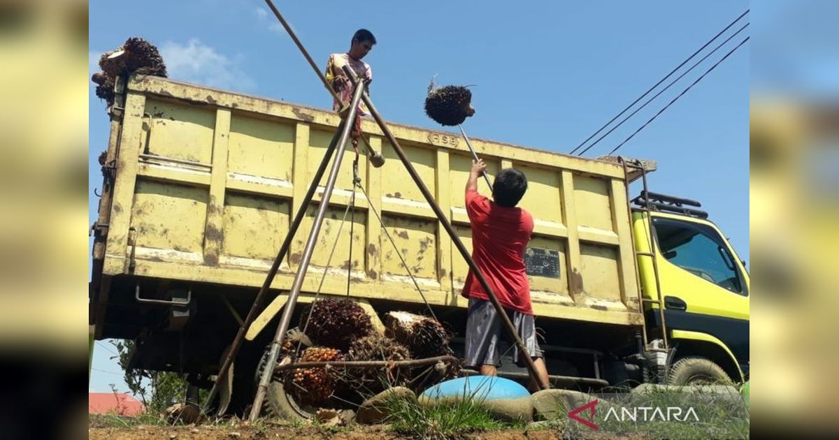 Petani Sawit Mukomuko Didorong Tingkatkan Produksi dengan Pupuk