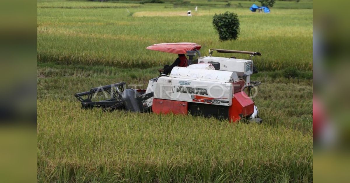 Aceh Optimistis: Produksi Padi Tembus 1,7 Juta Ton di 2025