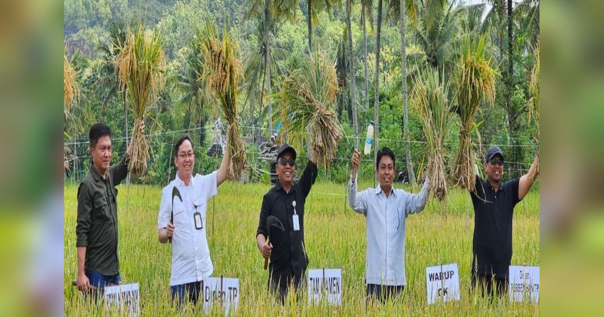 Gunungkidul Proyeksikan Panen Raya Padi Maret 2025: 35.351 Hektare!