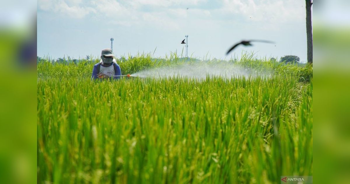 CIPS: Teknologi Kunci Peningkatan Produksi Pertanian di Indonesia