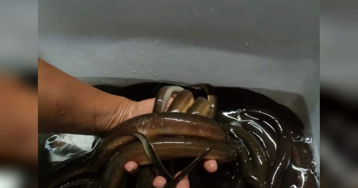 Pemkot Ambon Berikan Bantuan Pakan untuk Tingkatkan Produksi Lele Sistem Bioflok